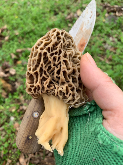 Taste of The Forest: The Morel Experience - 4/17/26