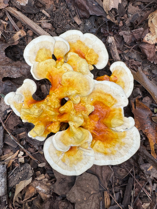 Reishi MycoGarden Fruiting Kit - (Ganoderma curtisii)