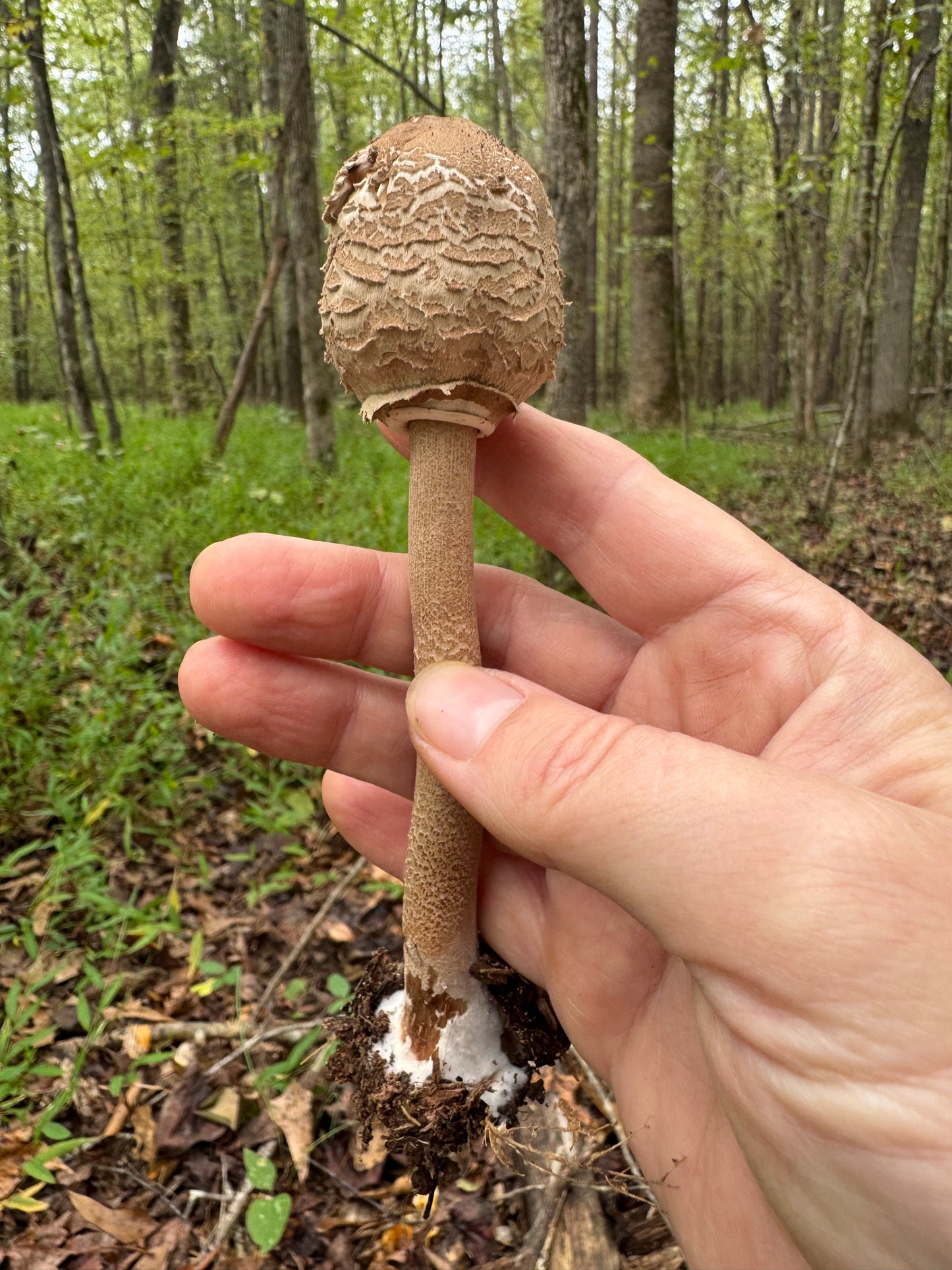 Wild Mushroom Food Safety Certification (Online) – 5-Year State-Approved Permit Training | April 25–26, 2026