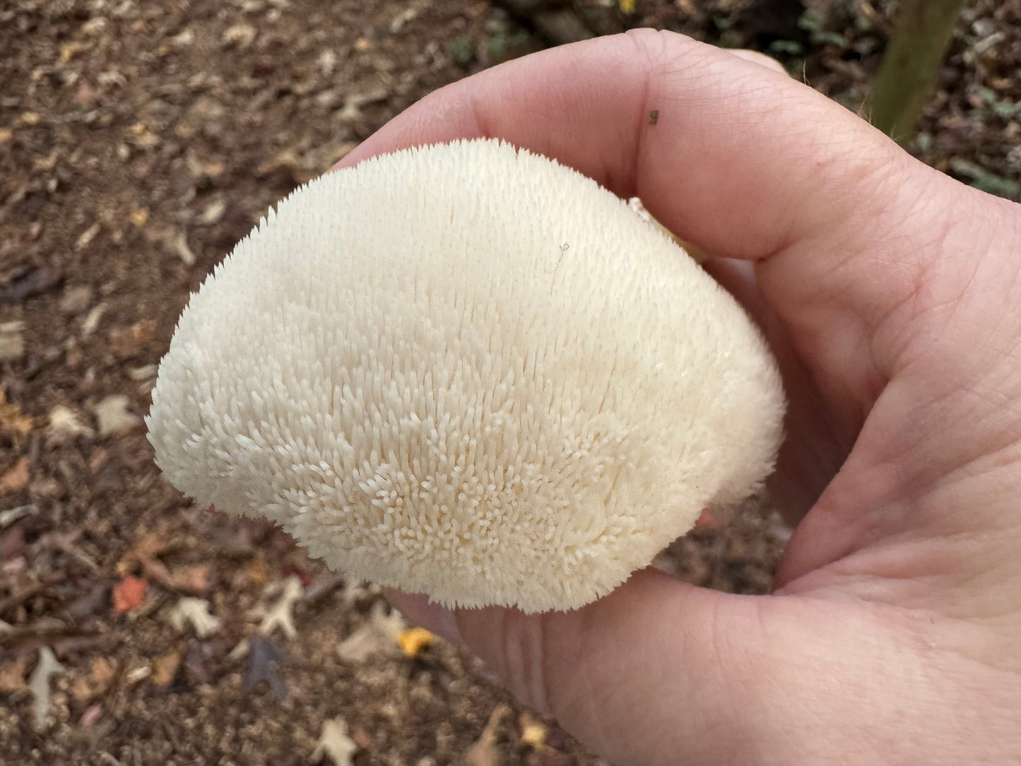 Wild Mushroom Food Safety Certification (Online) – 5-Year State-Approved Permit Training | April 25–26, 2026