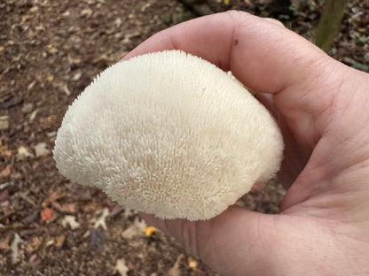 Wild Mushroom Food Safety Certification (Online) – 5-Year State-Approved Permit Training | April 25–26, 2026