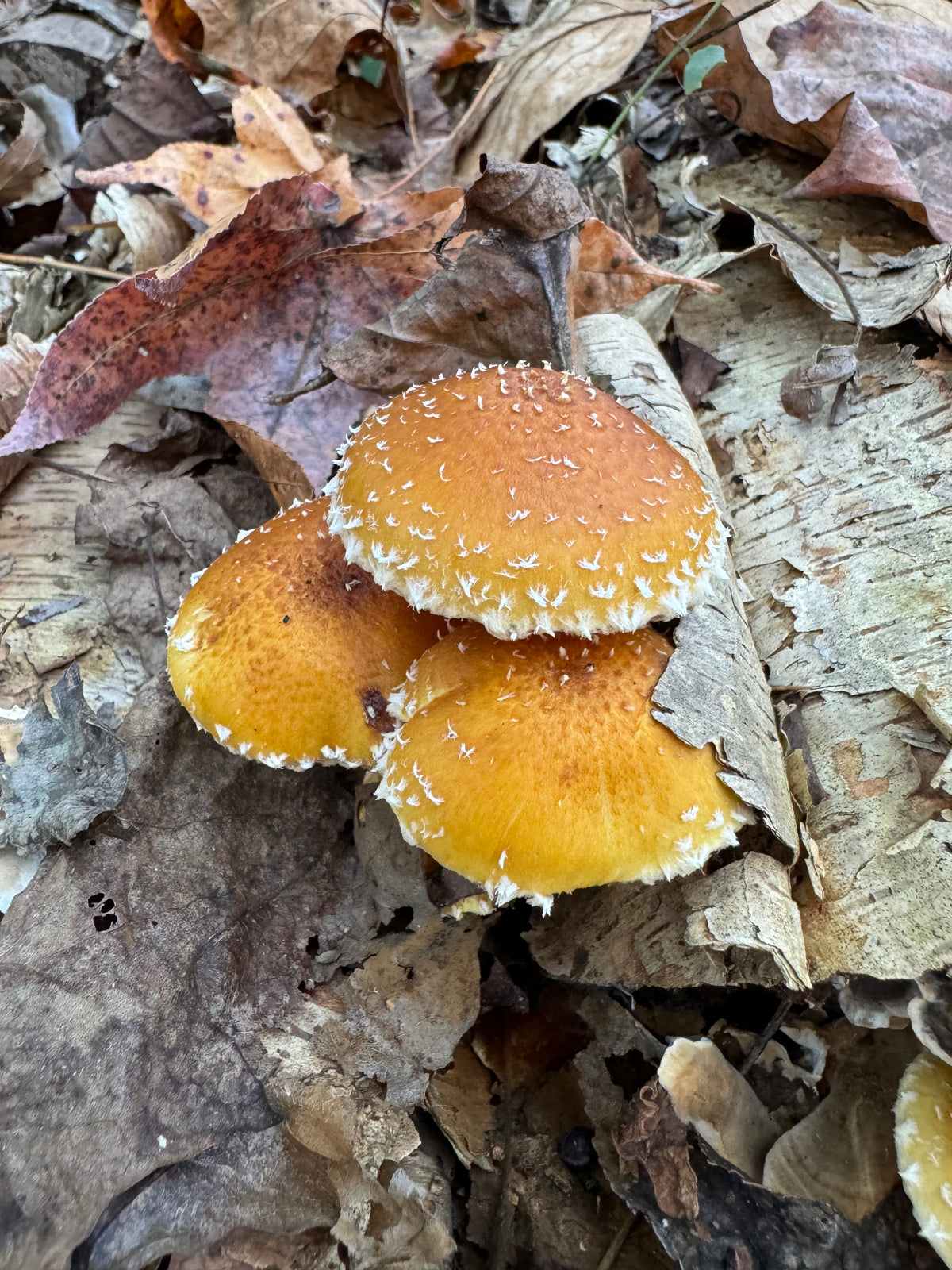 Chestnut Fungus Sawdust Spawn - (Pholiota adiposa) - 5lb