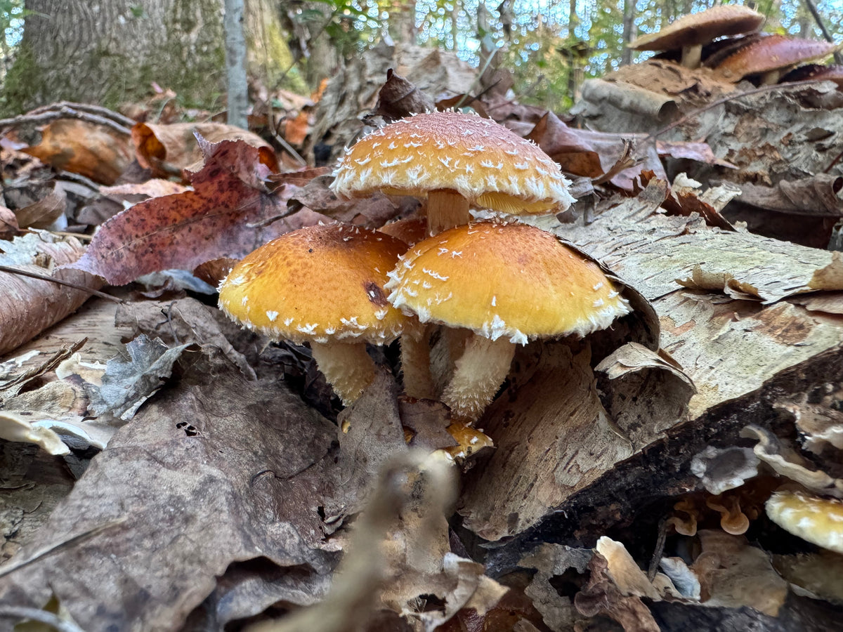 Chestnut Fungus Sawdust Spawn - (Pholiota adiposa) - 5lb