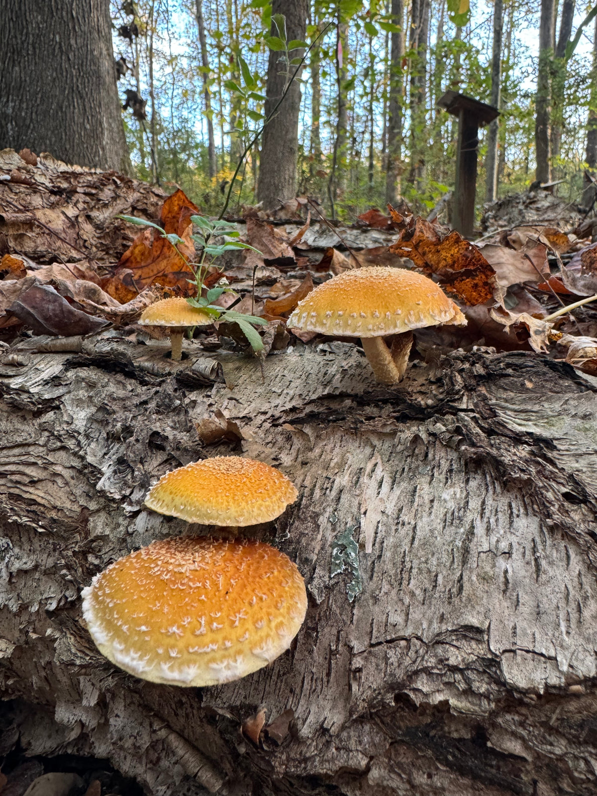 Chestnut Fungus Sawdust Spawn - (Pholiota adiposa) - 5lb