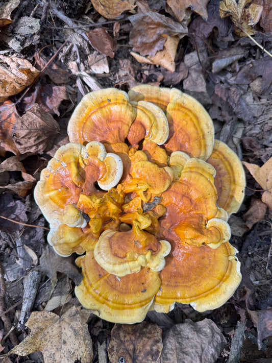 MINI CLINIC - Medicinal Mushrooms : Learn to Make Your Own Extracts