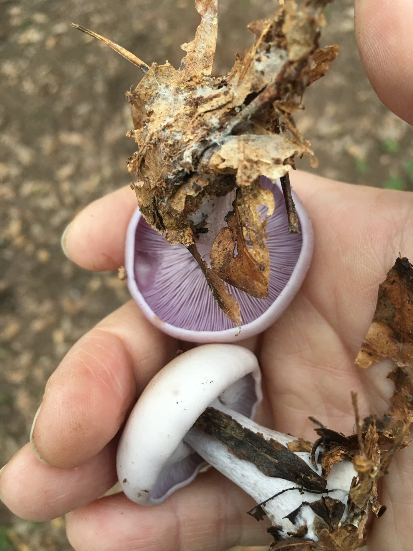 *Pre-order* Blewit Living Mulch (Lepista nuda) - 5lb