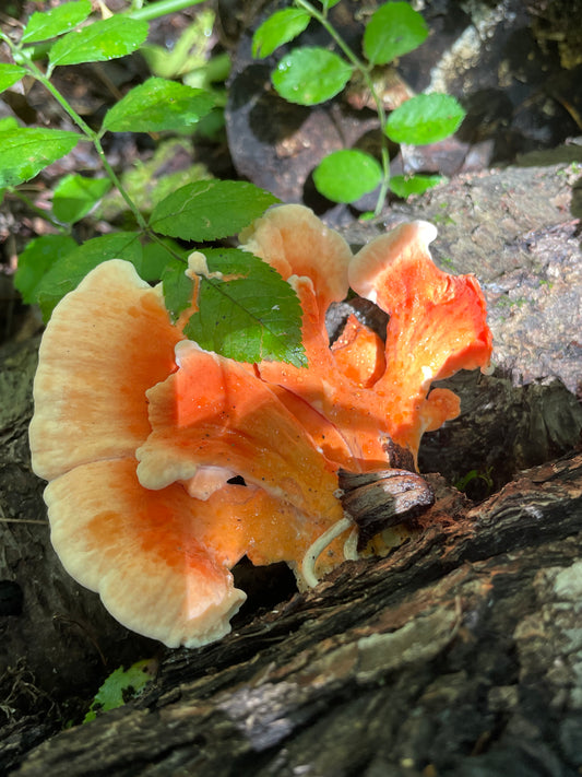 Specialty Chicken of the Woods Mushroom Fruiting Logs - New Product Release!