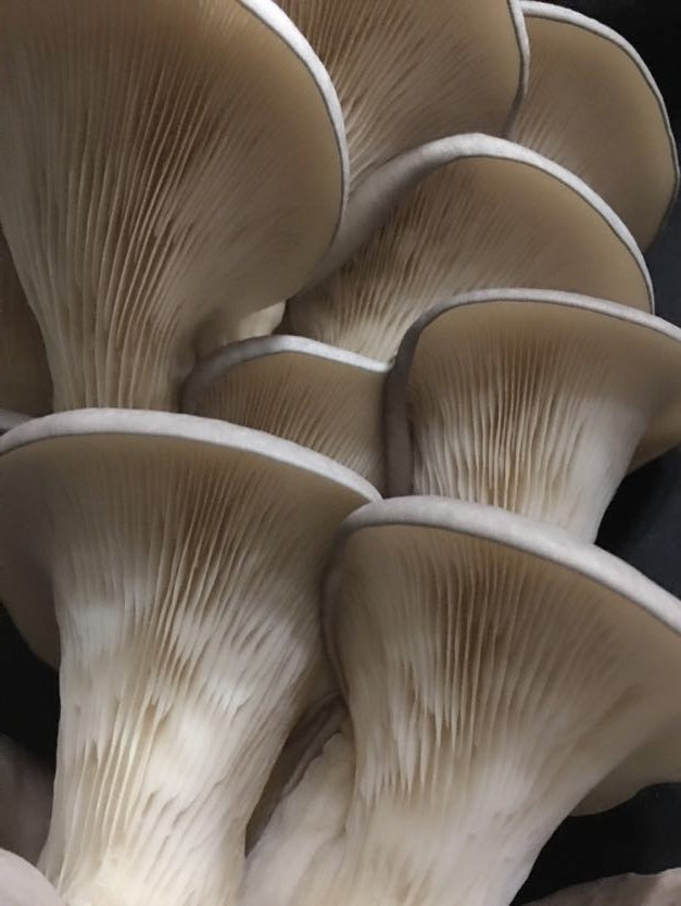 Gourmet Mushroom Collection