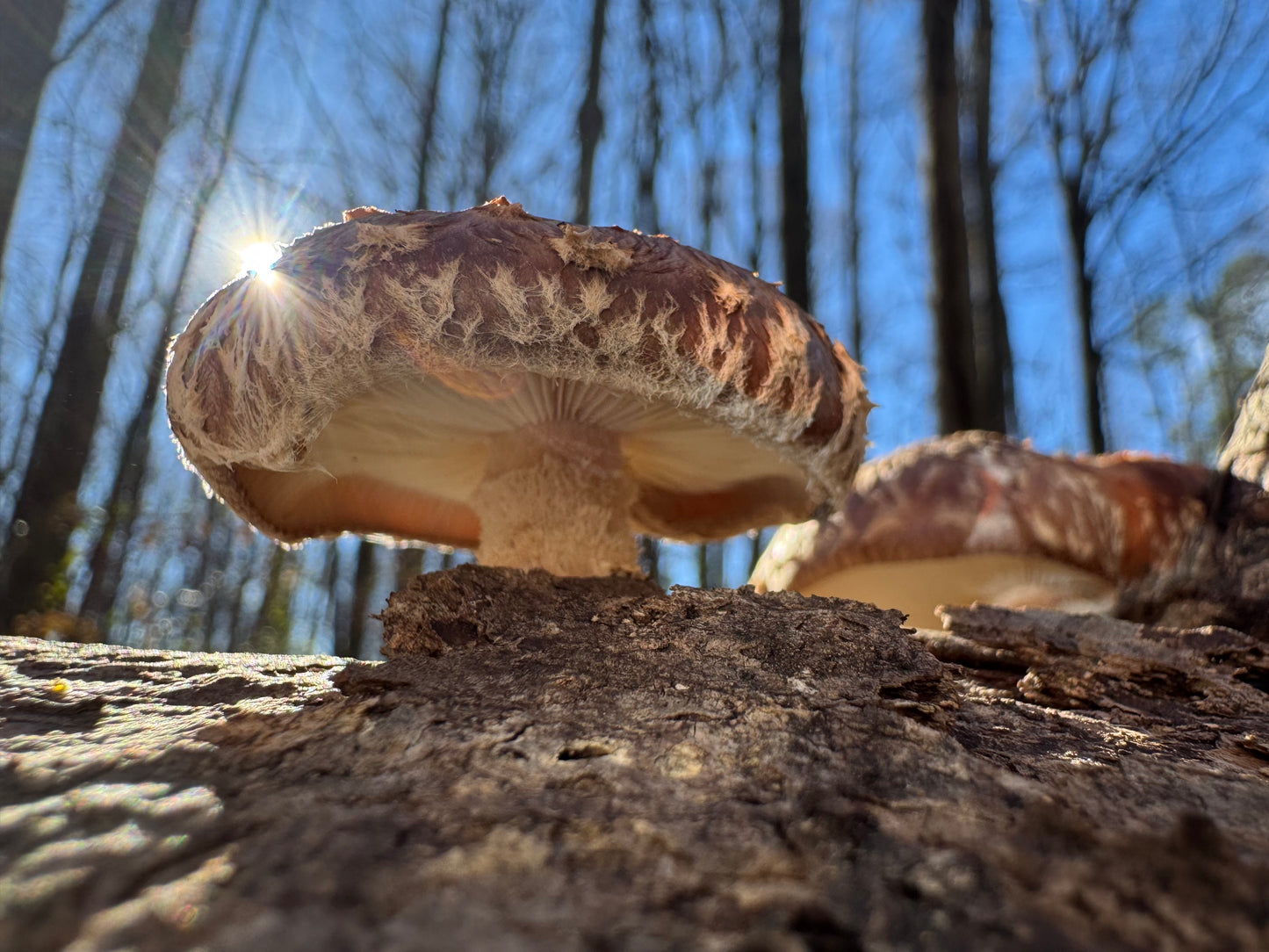 Shiitake (Lentinula edodes) Mushroom Fruiting Log