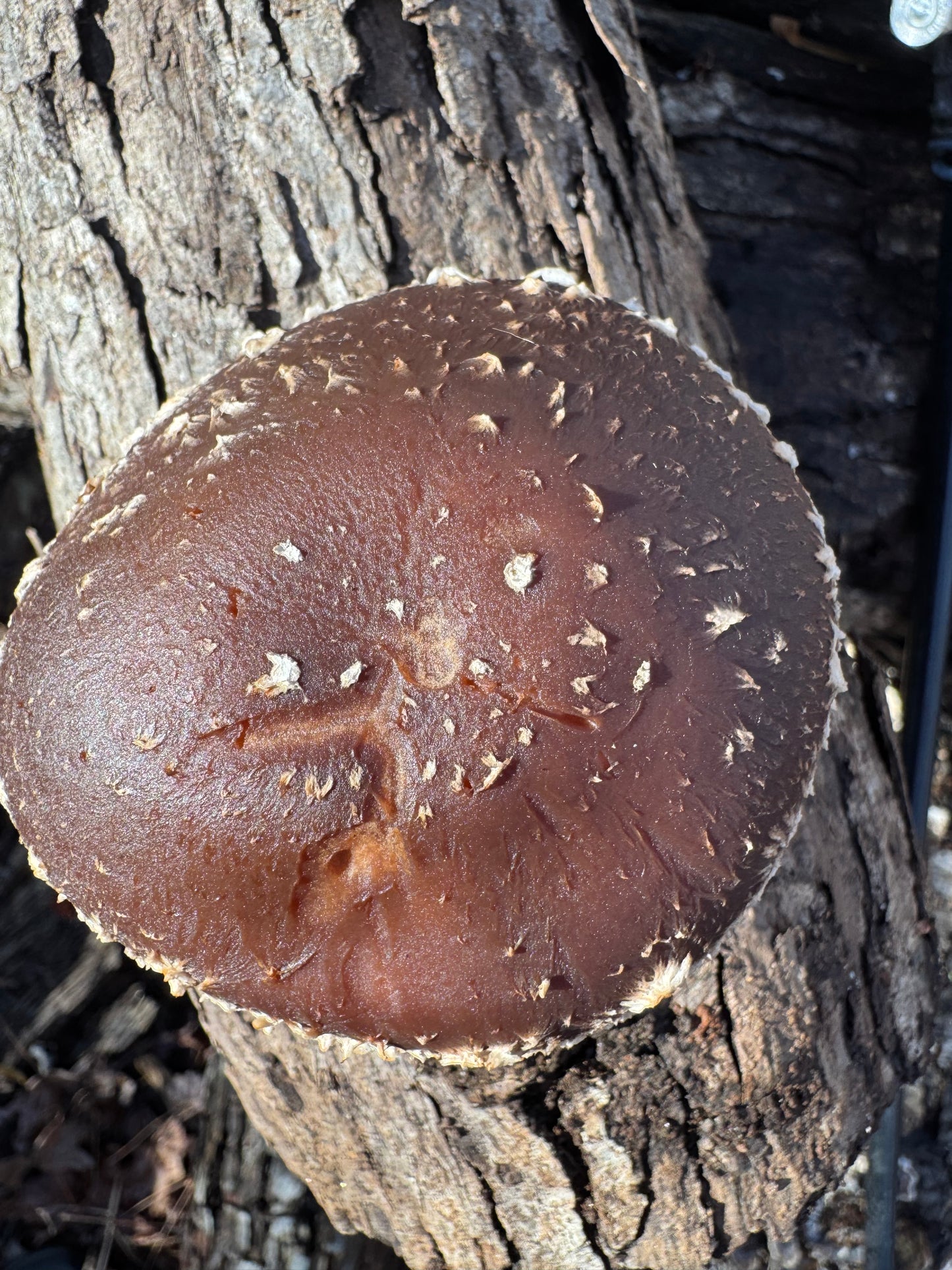Shiitake (Lentinula edodes) Mushroom Fruiting Log