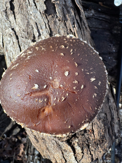 Shiitake (Lentinula edodes) Mushroom Fruiting Log