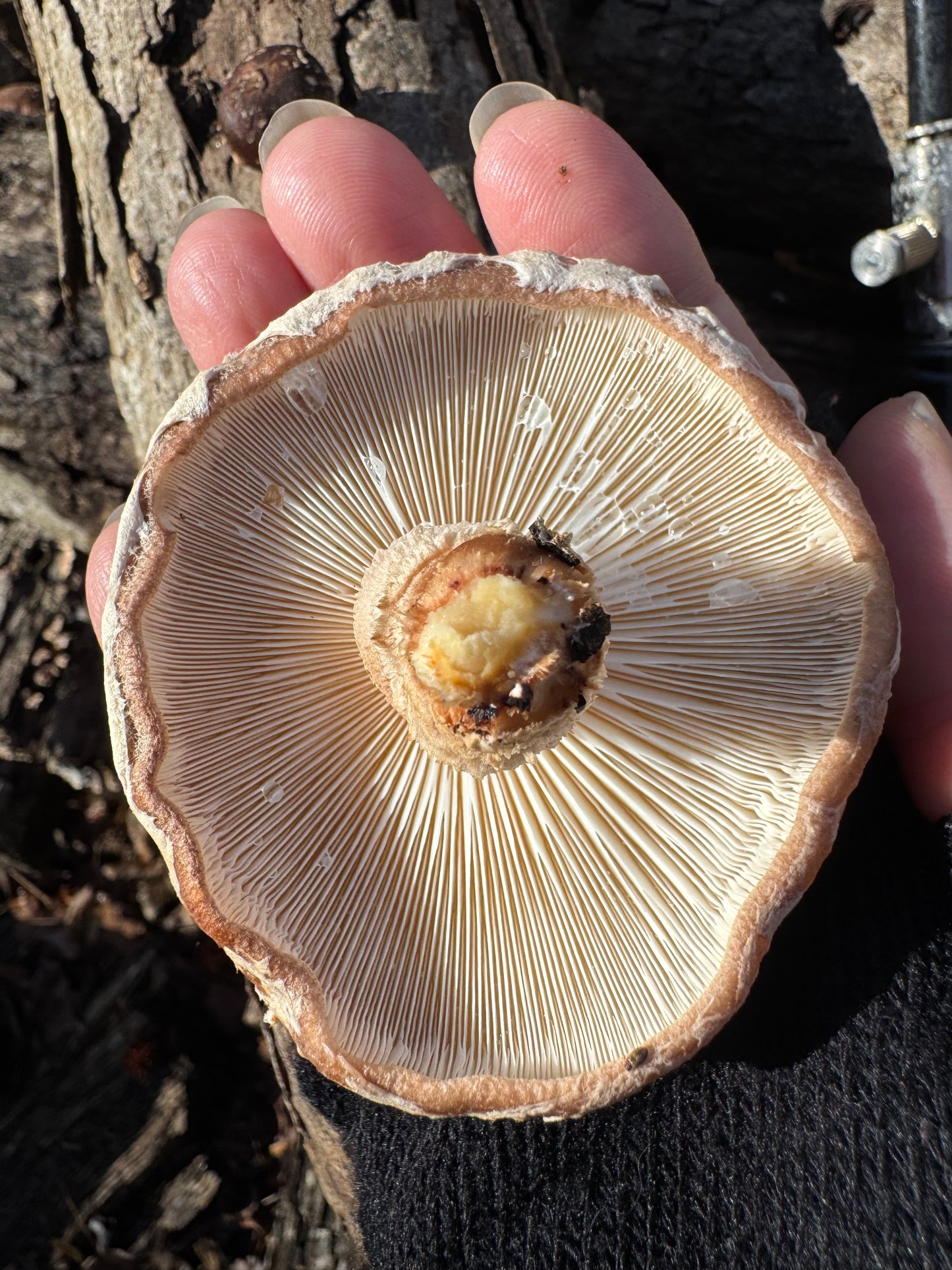 Shiitake (Lentinula edodes) Mushroom Fruiting Log
