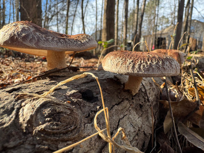 Shiitake (Lentinula edodes) Mushroom Fruiting Log