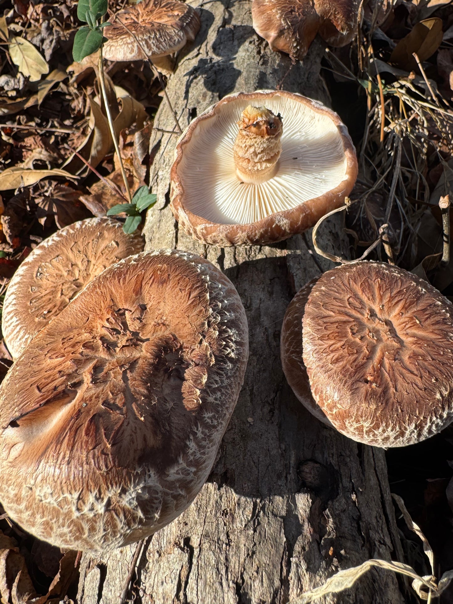 Shiitake (Lentinula edodes) Mushroom Fruiting Log