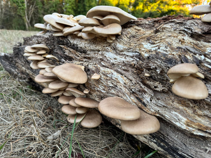 Wild Mushroom Food Safety Certification (Online) – 5-Year State-Approved Permit Training | April 25–26, 2026