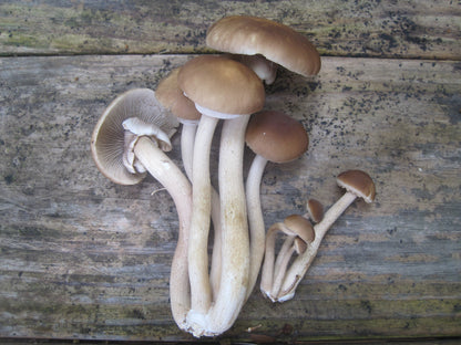 Black Poplar "Piopinno" MycoGarden Fruiting Kit- (Agrocybe aegerita)