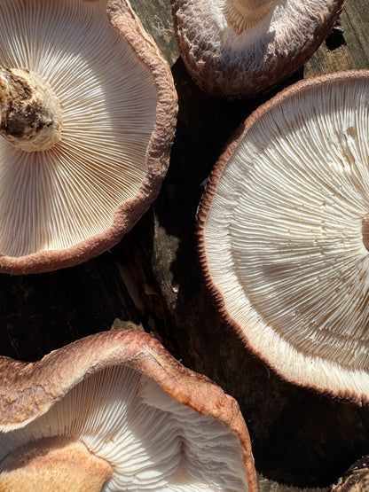 Shiitake (Lentinula edodes) Mushroom Fruiting Log