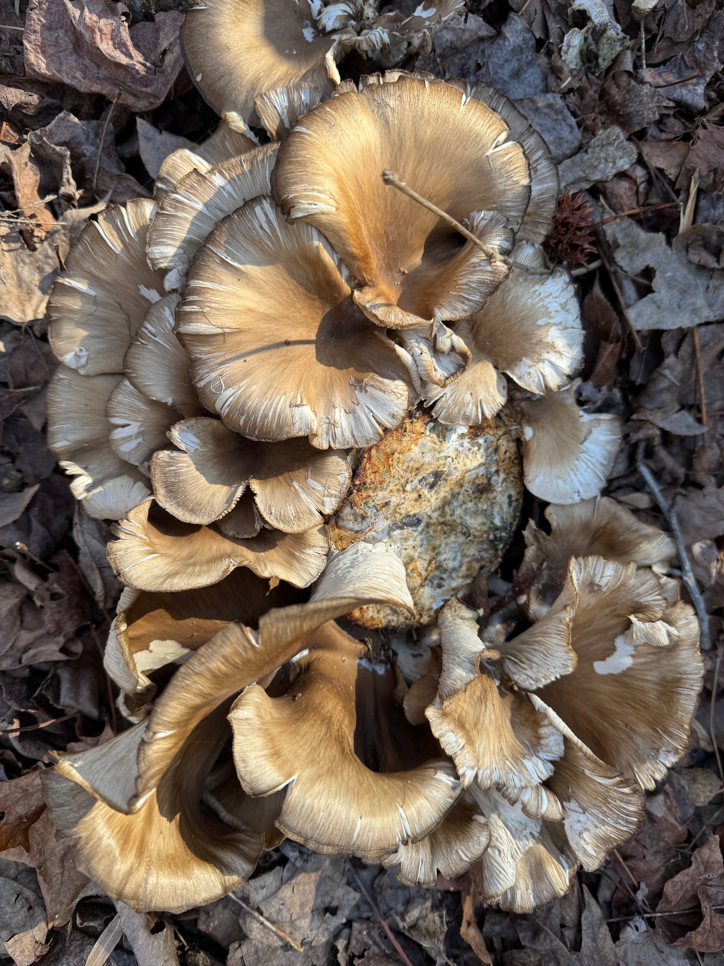 Oyster (Pleurotus spp.) Mushroom Fruiting Log