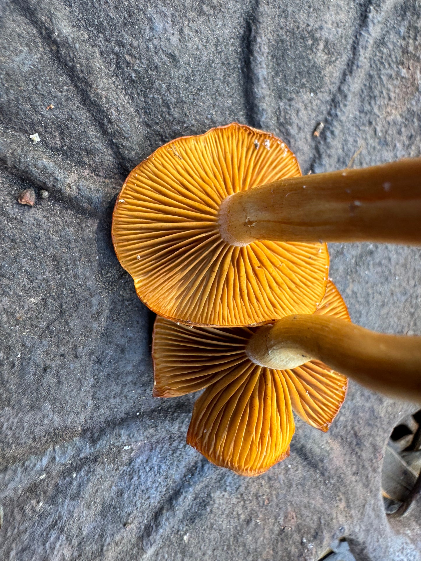 Wild Mushroom Food Safety Certification (Online) – 5-Year State-Approved Permit Training | April 25–26, 2026