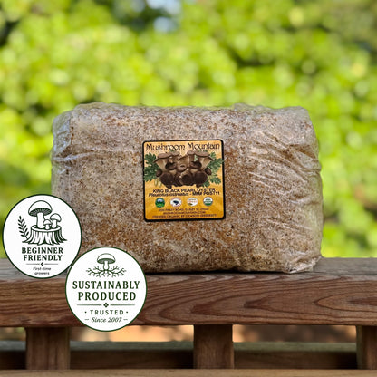 Oyster Mushroom Sawdust Spawn  - (Pleurotus spp.) - 5lb