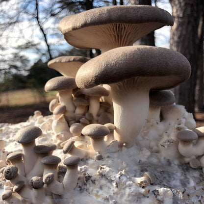 Oyster Mushroom Plug Spawn - (Pleurotus spp.)