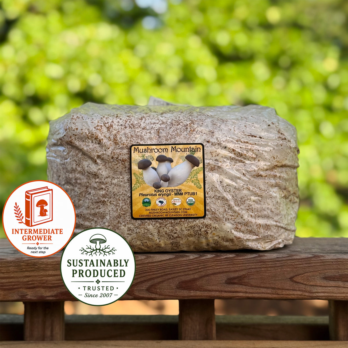 Oyster Mushroom Sawdust Spawn  - (Pleurotus spp.) - 5lb