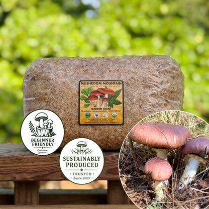 *Pre-order* King Stropharia “Clemson” - Garden Giant - (Stropharia rugoso-annulata) - 5lb