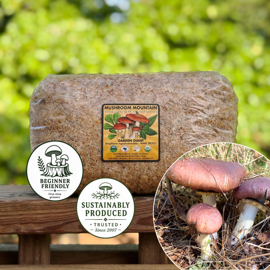*Pre-order* King Stropharia “Clemson” - Garden Giant - (Stropharia rugoso-annulata) - 5lb
