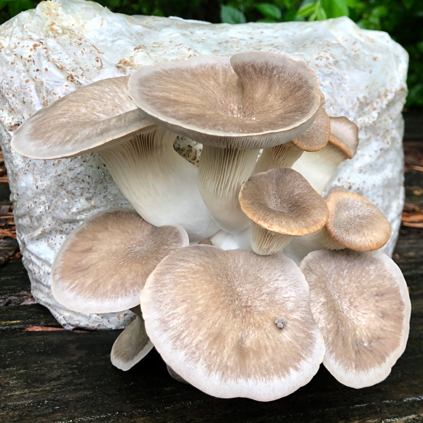 Oyster Mushroom Sawdust Spawn  - (Pleurotus spp.) - 5lb