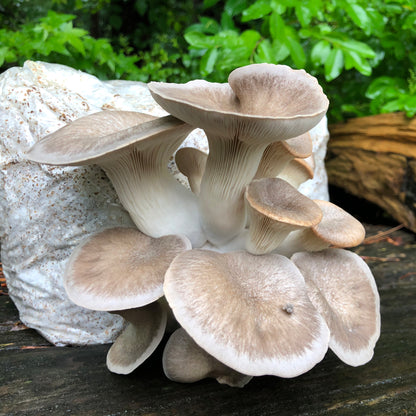 Oyster Mushroom Sawdust Spawn  - (Pleurotus spp.) - 5lb