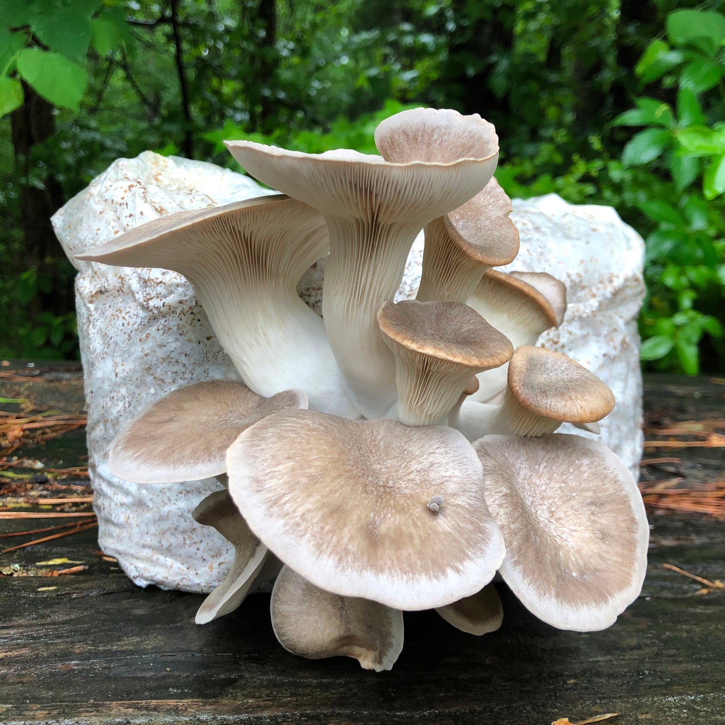 Oyster Mushroom Sawdust Spawn  - (Pleurotus spp.) - 5lb