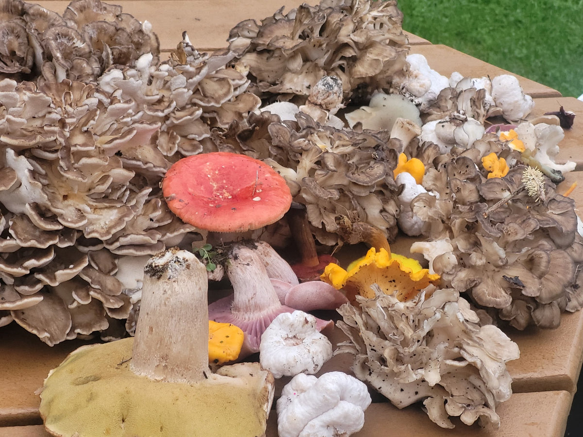 Taste Of The Forest: Hen Of The Woods Experience