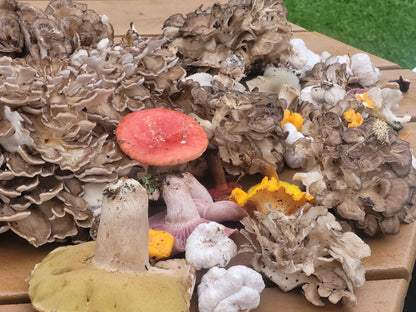 Taste Of The Forest: Hen Of The Woods Experience