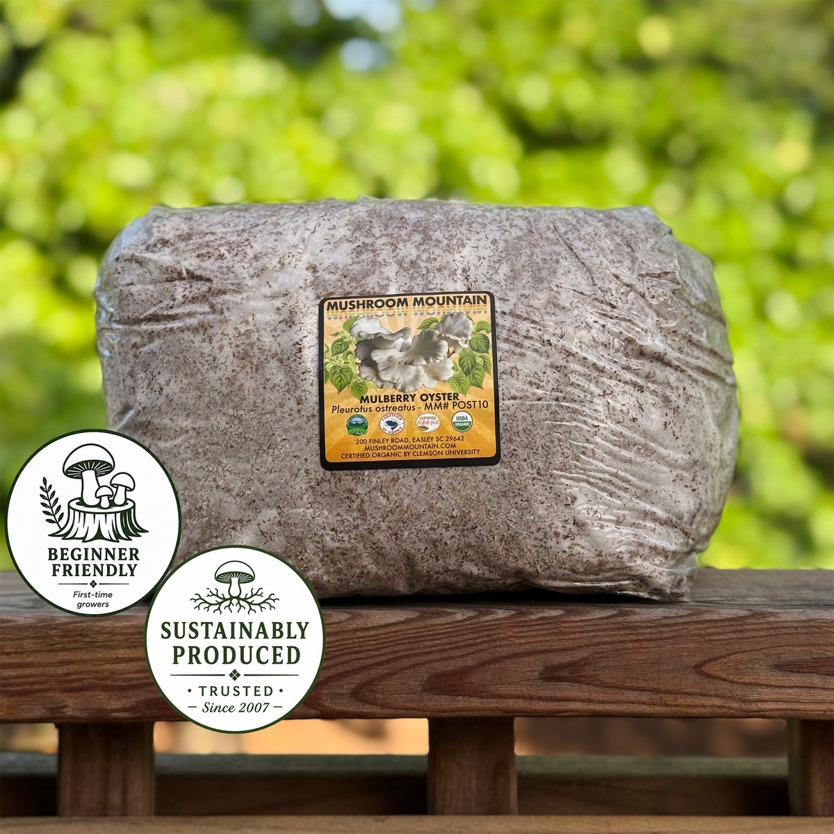 Oyster Mushroom Sawdust Spawn  - (Pleurotus spp.) - 5lb
