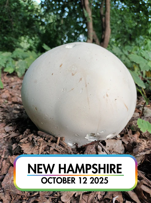 Wild Mushroom Food Safety Certification TIER 1 - NEW HAMPSHIRE - OCT 12, 2025