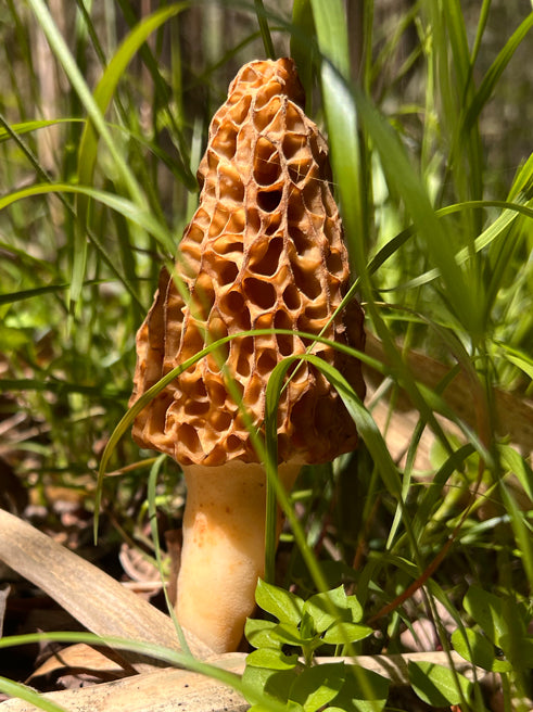 Wild Mushroom Food Safety Certification  - NORTH CAROLINA - APRIL 26-27, 2025