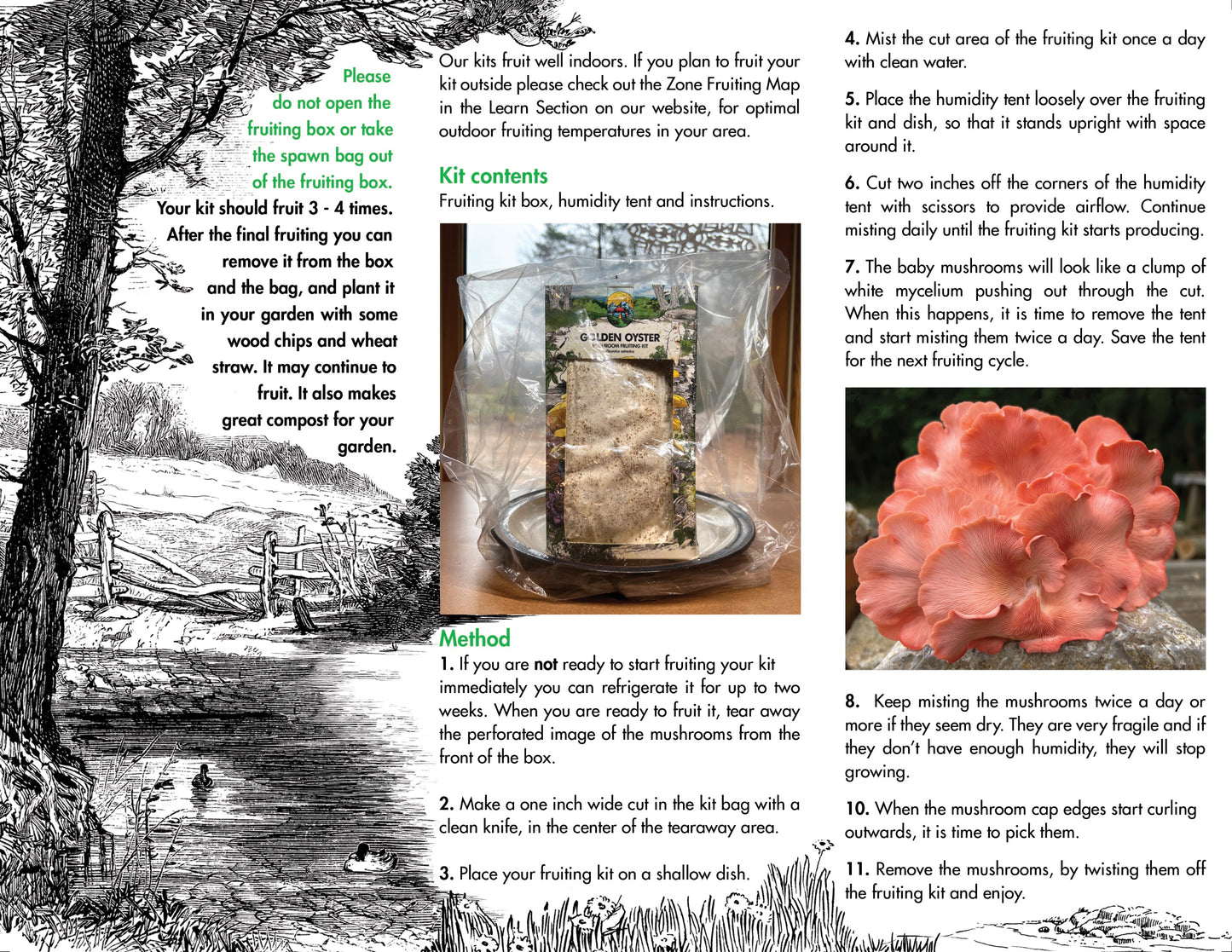 Oyster Mushroom Fruiting Kit - (Pleurotus spp.)