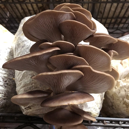 Oyster Mushroom Plug Spawn - (Pleurotus spp.)