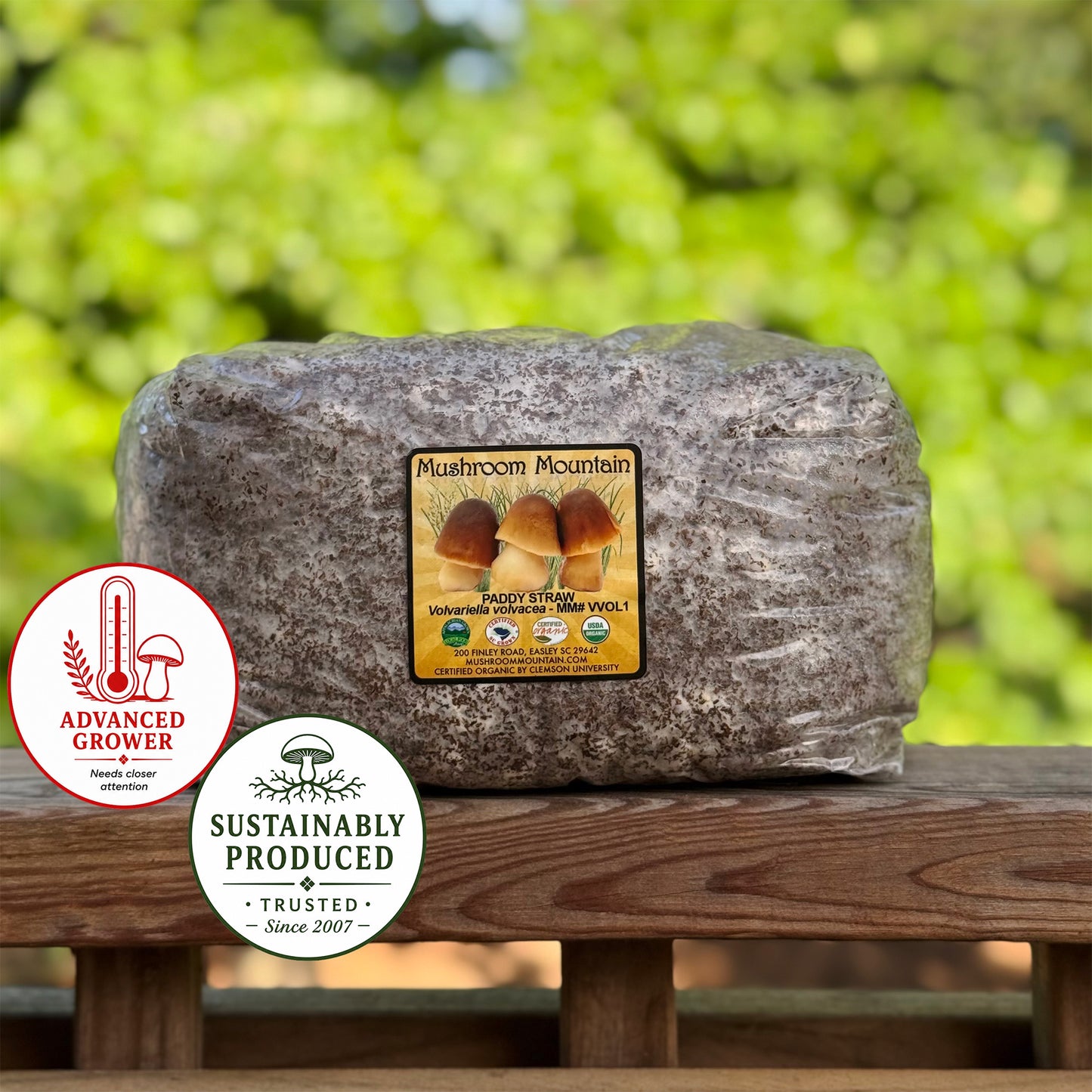 Paddy Straw "Horse Straw” Sawdust Spawn - (Volvariella volvacea) - 5lb