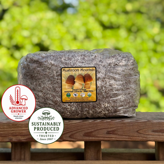 Paddy Straw "Horse Straw” Sawdust Spawn - (Volvariella volvacea) - 5lb