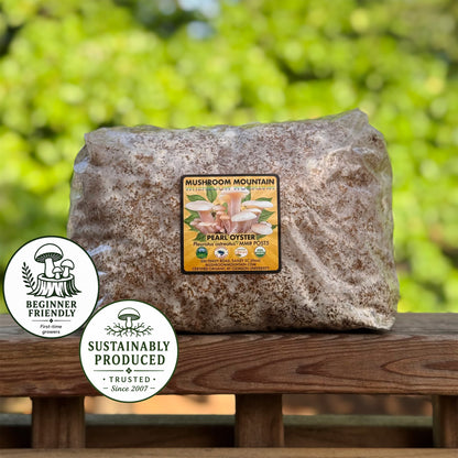 Oyster Mushroom Sawdust Spawn  - (Pleurotus spp.) - 5lb