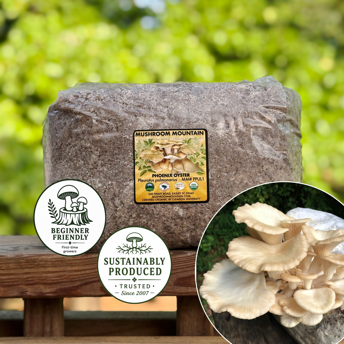 Oyster Mushroom Sawdust Spawn  - (Pleurotus spp.) - 5lb