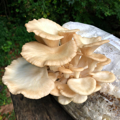 Oyster Mushroom Sawdust Spawn  - (Pleurotus spp.) - 5lb