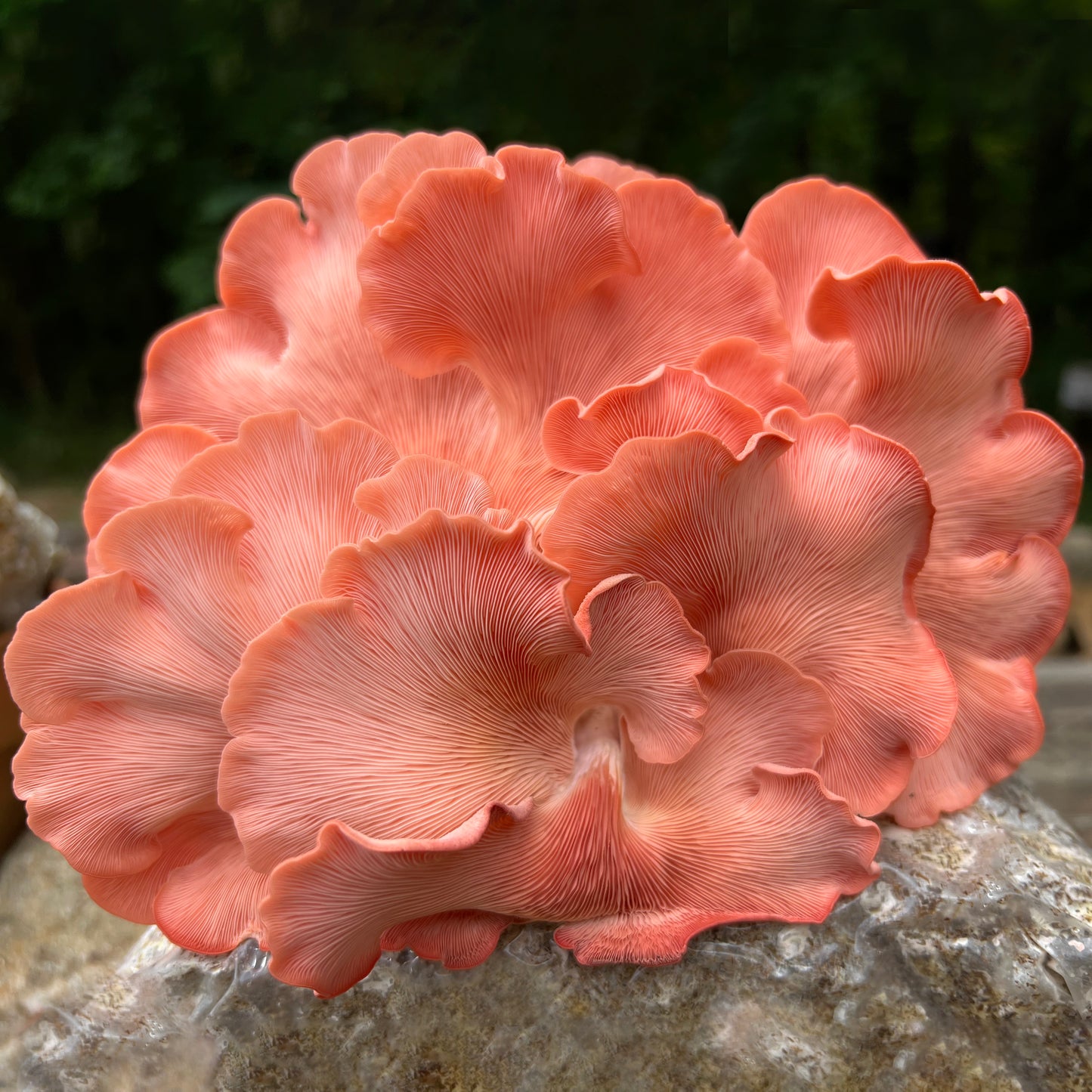 Oyster Mushroom Plug Spawn - (Pleurotus spp.)