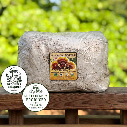 Reishi Sawdust Spawn - (Ganoderma spp.) - 5lb