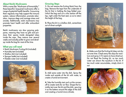 *Holiday Pre-Order* Reishi Fruiting Kit