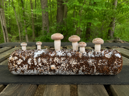 Shiitake Fruiting Kit