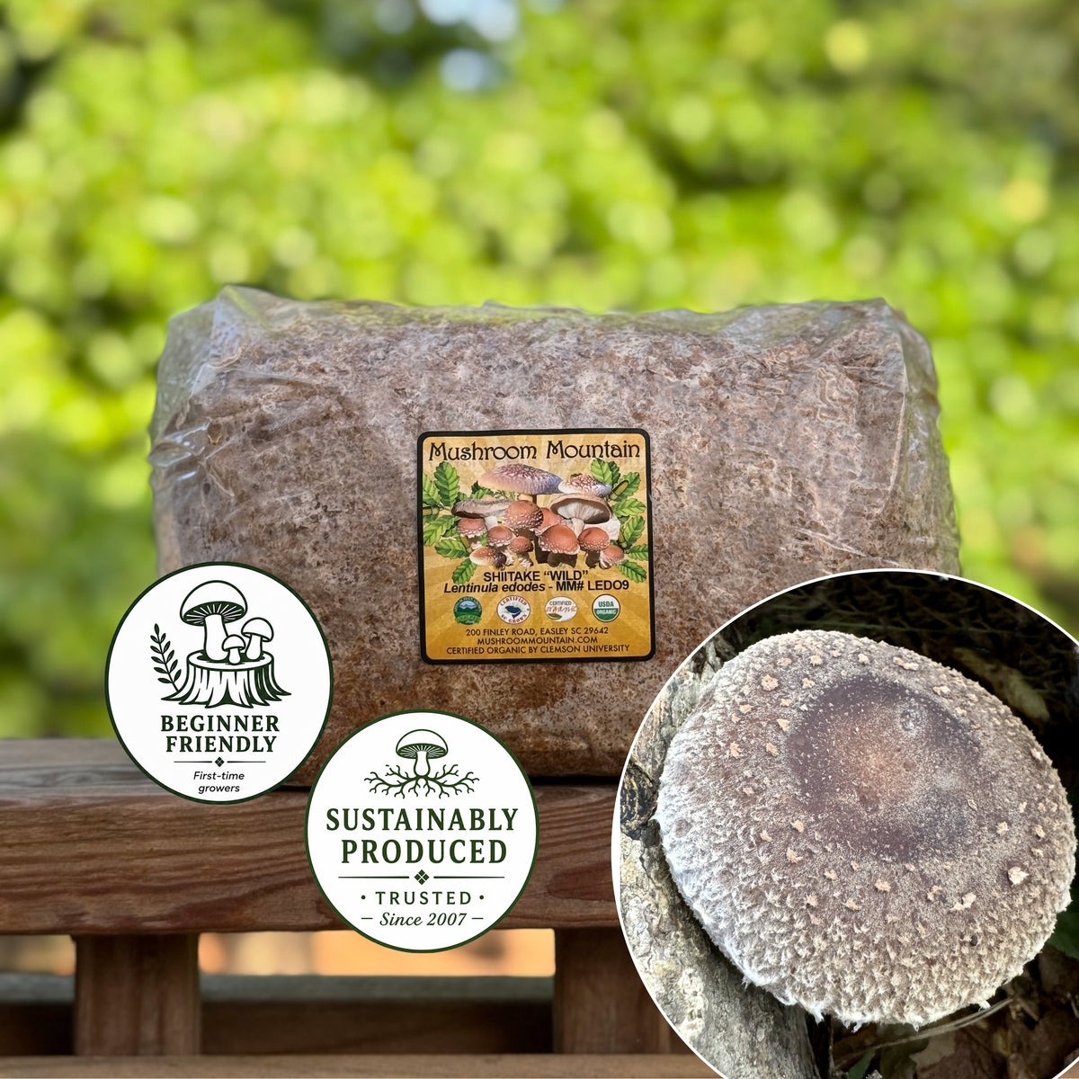Shiitake Mushroom Sawdust Spawn - (Lentinula edodes) - 5lb