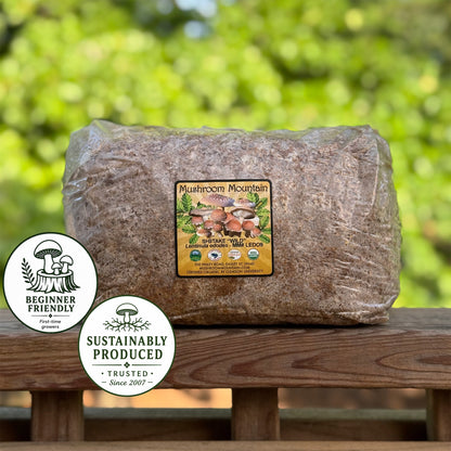 Shiitake Mushroom Sawdust Spawn - (Lentinula edodes) - 5lb