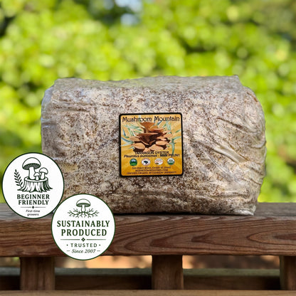 Oyster Mushroom Sawdust Spawn  - (Pleurotus spp.) - 5lb
